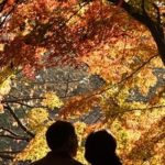 Red leaves couple